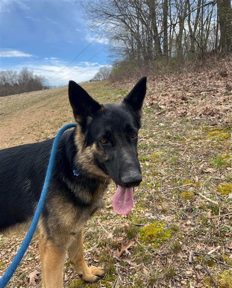 imminent danger german shepherd rescue.